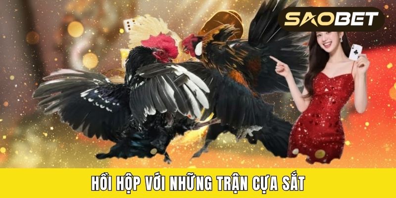 Hồi hộp với những trận cựa sắt